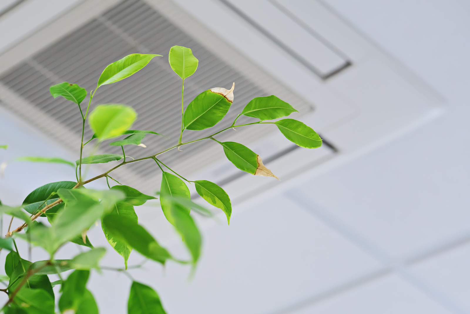 bigstock Ficus Green Leaves On The Back